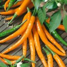 3 Pepper Cayenne Orange 50 Hot Pepper Seeds Fresh Garden