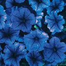 Petunia Petunia Celebrity Blue Ice 50 Pelleted Seeds Fresh Garden