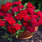 Impatiens Xtreme Red 50 Flower Seeds Fresh Garden