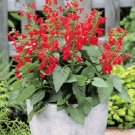 3 Salvia Texas Sage Hummingbird Forest Fire 50 FLOWER Seeds Fresh Garden