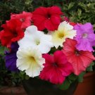 50 Pelleted Prism Formula Mix Petunia Seeds Fresh Garden