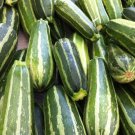 Zucchini Zucchini Italian Striped 50 Summer Squash Seeds Fresh Garden