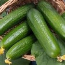 100 Cucumber Beit Alpha Seeds Fresh Garden