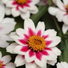 Zinnia Zinnia Zahara Rose Starlight Heat Tolerant 25 Seeds Fresh Garden