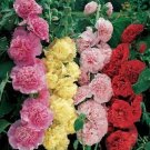 Hollyhock Chaters Double Mix Alcea 50 Seeds Fresh Garden