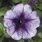 Petunia Hurrah Blue Vein 50 Pelleted Flower Seeds Fresh Garden