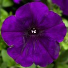 Petunia Hurrah Blue 50 Pelleted Flower Seeds Fresh Garden
