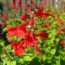 3 Salvia Texas Sage Lady In Red 50 FLOWER Seeds Fresh Garden