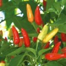 100 Hot Tabasco Pepper Chili Pepper Seeds Fresh Garden
