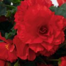 Begonia Nonstop Joy Red Semi Trailing 15 pelleted Seeds Fresh Garden