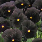Pansy Character Black Seeds Fresh Garden