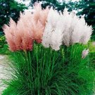 Pampas Grass Mix 1000 Cortaderia Seeds Fresh Garden