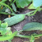 0 Cucumber 50 Pick A Bushel Pickling Cucumber Seeds Fresh Garden