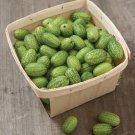 Mexican Sour Gherkin 100 Cucumber Watermelon Cucumber Seeds Fresh Garden