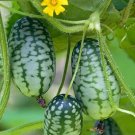 Sour Gherkin Mexican Specialty Cucumber 50 Seeds Fresh Garden
