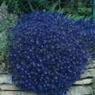 100 Rock Cress Cascading Blue Aubrieta Seeds Fresh Garden
