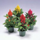 Celosia 50 Celosia Castle Mix Cocks Comb Cut Flower Seeds Fresh Garden