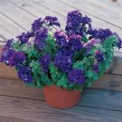 Pelleted Petunia Double Madness Blue 50 Pelleted Seeds Fresh Garden