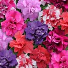 Pelleted Petunia Double Madness Mix 50 Pelleted Seeds Fresh Garden