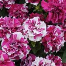 Pelleted Petunia Double Madness Rose Star 50 Pelleted Seeds Fresh Garden