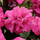Pelleted Petunia Double Madness Rose 50 Pelleted Seeds Fresh Garden
