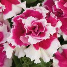 Petunia 50 Pelleted Piroutte Rose Petunia Pirouette Rose Seeds Fresh Garden