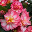 Begonia Nonstop Joy Rose Picotee Semi Trailing 15 pelleted Seeds Fresh Garden