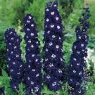 50 Delphinium Pacific Giant King Arthur Flower Seeds Fresh Garden