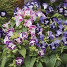 Torenia Duchess Mix 50 Pelleted Torenia Fournieri Seeds Fresh Garden