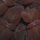 Coleus Premium Sun Dark Chocolate 15 Pelleted Coleus Seeds Fresh Garden