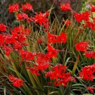 1 Crocosmia 25 Crocosmia Paniculata Hydrida Seeds Fresh Garden 1 Crocosmia 25 Crocosmia Paniculata Hydrida Seeds Fresh Garden