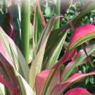 Ornamental Corn Pink Zebra Corn 25 Corn Seeds Fresh Garden