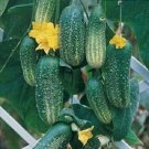 Cucumber 50 Cool Breeze Cucumber Seeds Fresh Garden