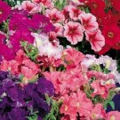 Pelleted Petunia Fantasy Mix 50 Petunia Seeds Fresh Garden