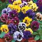 Pansy Frizzle Sizzle Mix flower 50 Seeds Fresh Garden