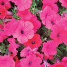 Petunia Tidal Wave Cherry 25 Pelleted FLOWER Seeds Fresh Garden