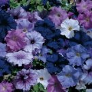 Aladdin Nautical Mix 50 pelleted Petunia Seeds Fresh Garden
