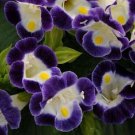 Torenia Kauai Deep Blue & White 50 Pelleted Seeds Fresh Garden