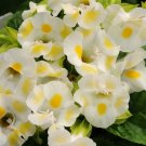 Torenia Kauai Lemon 50 Pelleted Seeds Fresh Garden