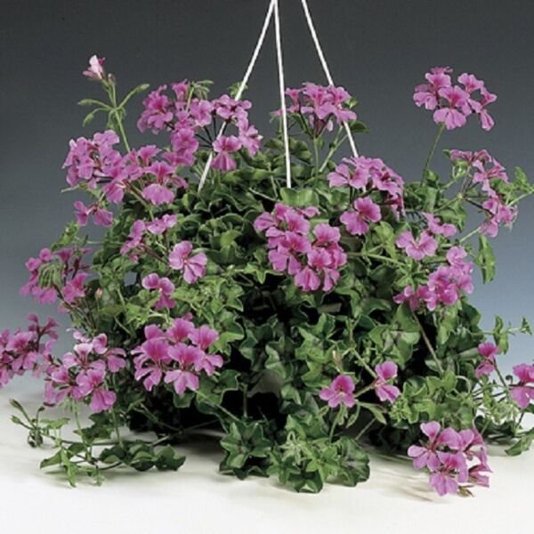 Spectacular Trailing Geranium Seeds Landscape Illustration Spectacular Trailing Geranium Seeds Landscape Illustration