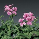 Film Coated Tornado Pink 15 Geranium Trailing Geranium Seeds Fresh Garden