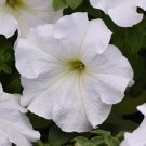Petunia Supercascade White 50 Pelleted Petunia Seeds Fresh Garden