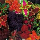 Coleus 50 Everest Mix Seeds Fresh Garden
