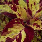 Coleus 50 Fairway Mosaic Flower Seeds Fresh Garden