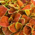 Coleus 50 Fairway Orange Flower Seeds Fresh Garden