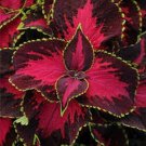Coleus Premium Sun Chocolate Cherry 15 Pelleted Coleus Seeds Fresh Garden