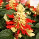 50 Salvia Reddy White Suprise Salvia FLOWER Seeds Fresh Garden