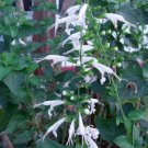 3 Salvia Texas Sage Snow Nymph 50 FLOWER Seeds Fresh Garden