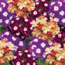 Verbena Obsession Wine & Cheese 50 Verbena Seeds Fresh Garden