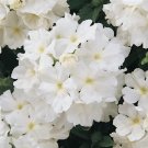 Verbena Quartz XP White Flower 50 Verbena Seeds Fresh Garden